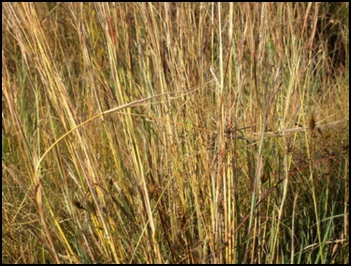 TerreBlancheFarmAccessHomeSteadAfricanFieldWritingSignposting_AKSKA TRACKING TEAM FIND TerreBlancheFarmAccessHomeSteadAfricanFieldWritingSignposting_AKSKA TRACKING TEAM FIND