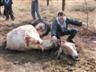 [TorturedMutilated_CattleVereenigingJune22_2007[4].jpg]