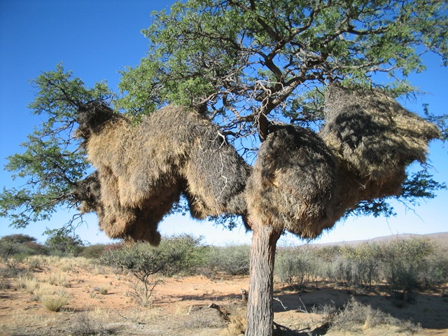 [Kuruman Weaver Birds[5].jpg]