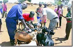 USMilitaryInnoculatingUgandanLivestockMarch25 AFRICOM