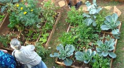 [Harrison_Eric_ZimFarmerTeachingFarmingInBackyardHarare[5].jpg]
