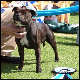 Staffordshire Terrier winner 2009 South Africa