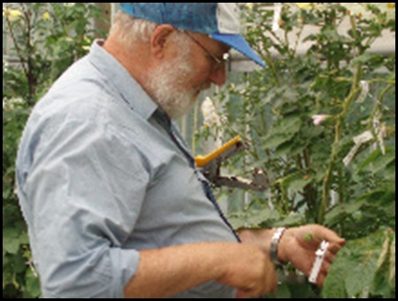 Dutch potato-researchers have developed a salt-soil variety on island of Texel