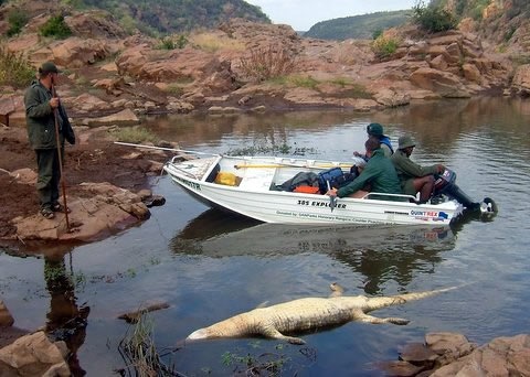 [WaterPollutionCrocodilesDyingOlifantsriverKrugerPark_near_Mozambique[5].jpg]