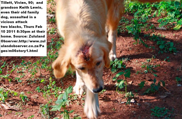 [TILLETT Vivien dog also attacked Feb102011 Mtubatuba ZULULAND OBSERVER[7].jpg]