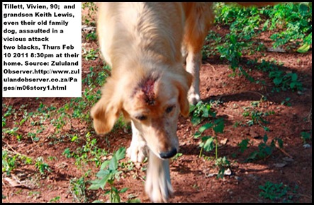 TILLETT Vivien dog also attacked Feb102011 Mtubatuba ZULULAND OBSERVER