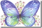 mariposa azul 1