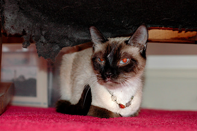 DSC_5932.JPG