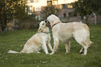 foto2/