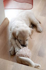 foto13/