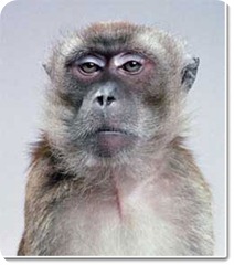 macaco-serio macaco-serio