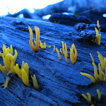 blue fungus crop_1.jpg