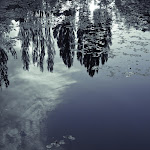 blue pond arboretum (1 of 1).jpg blue pond arboretum (1 of 1).jpg