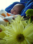 Deux fleurs / Two flowers