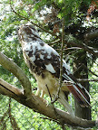 Buse / Hawk