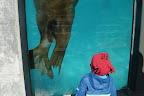 Leur “pattern” de nage les faisaient passer tout contre la vitre à chaque fois. / Their swimming pattern had them swim up the glass every time.