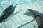 Retour aux phoques pour le spectacle / Back to the seals for showtime