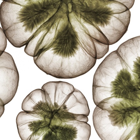 nick veasey 5 nick veasey 5
