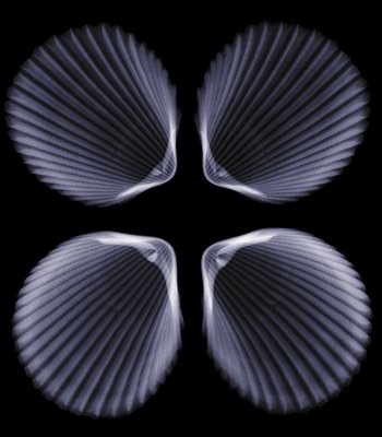 nick veasey 8 nick veasey 8