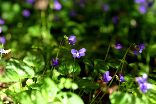 150052793 87bddca01e {i heart: violets}
