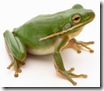 frog-1