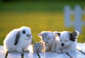 [baby20animals3.jpg]