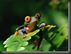 Redeyed_Tree_Frog