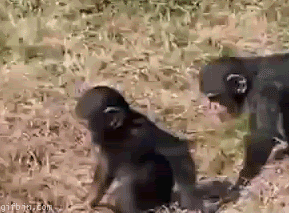 http://lh3.ggpht.com/_ZVdsidX_cv8/S0inuTnlpfI/AAAAAAAAAMM/WbINim1yvlg/s400/1257765644_monkeys.png