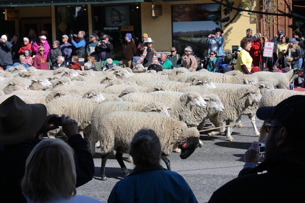 Trailing of the Sheep Festival