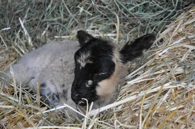 DSC_0004.jpg