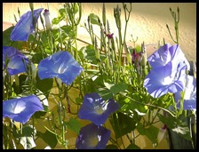 Ipomoea Violacea Ipomoea Violacea