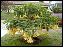 Brugmansia Brugmansia