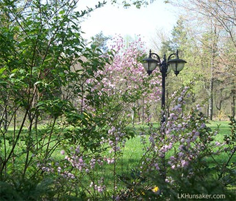 Flowering Almond and Magnolia Flowering Almond and Magnolia