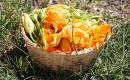 fiori di zucca fiori di zucca