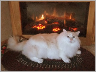 Warm And Cozy Next To The Fire