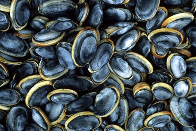 [steamerclams764009sw13.jpg]