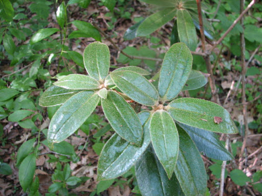 Greer Gardens