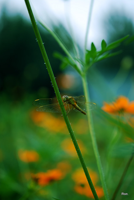 DSC_1298.jpg