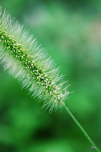 DSC_1315.jpg