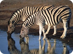 zebra