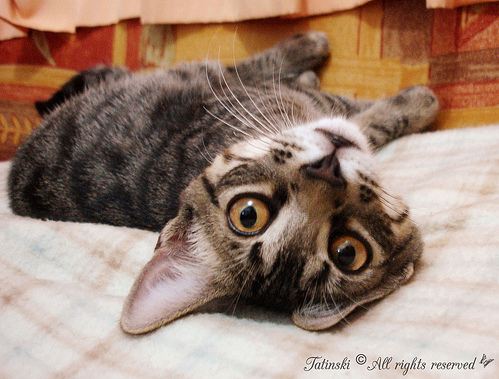 cute rescued cat being funny