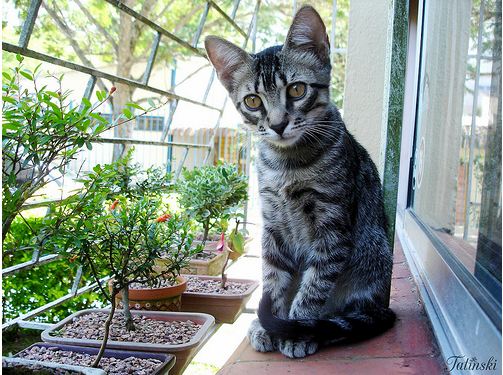 cute rescued cat in garden