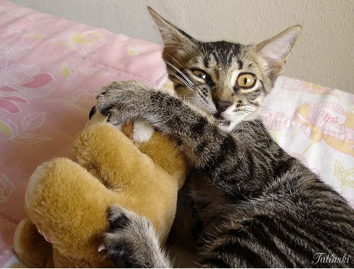 cute rescued cat playing with teddy bear