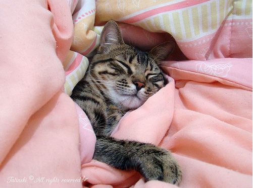 cute rescued cat