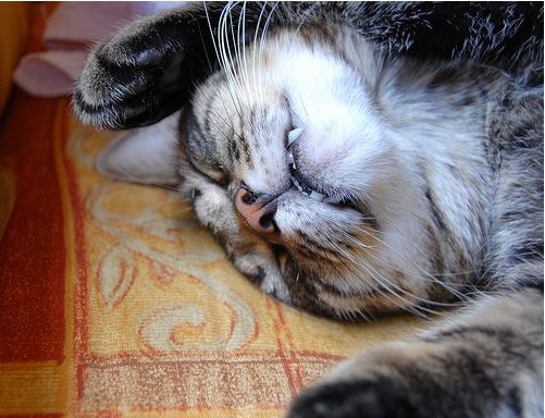 cute rescued kitten sleeping