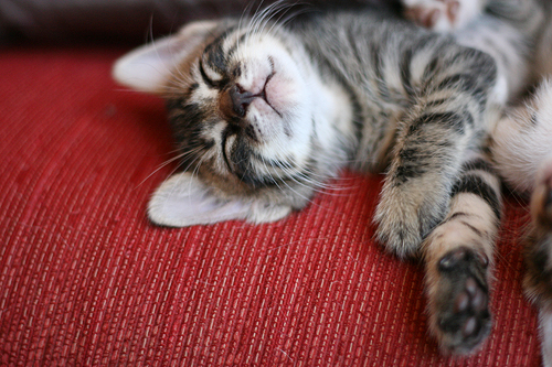 cute rescued kitten napping cute rescued kitten napping