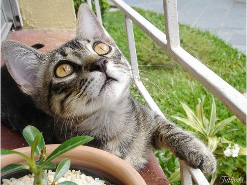 cute tabby cat