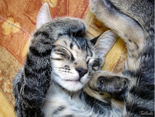 cute cat taking a nap
