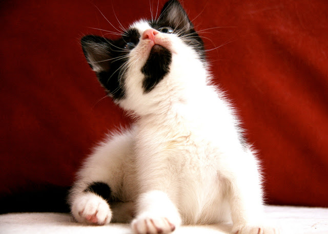 cute tuxedu kitten