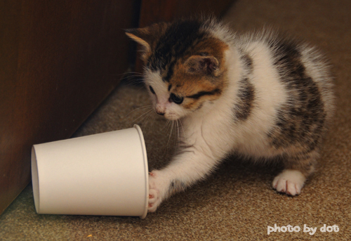 cute kitten playing with a cup cute kitten playing with a cup